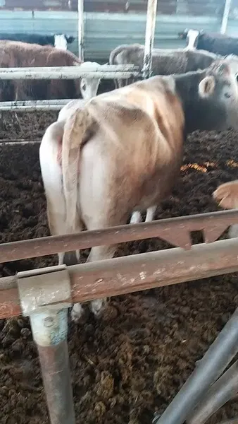 Gara Kerim Besi ve Kurbanlık Çiftliği - Photo 9