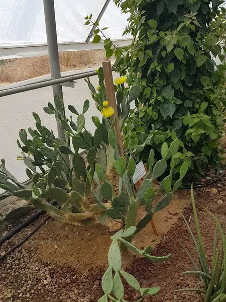 Gazi̇pasa Belediyesi Tropikal Park - Photo 6