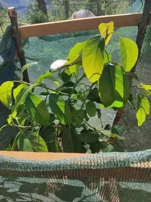 Gozalak Garden- Avakado bahçesi
