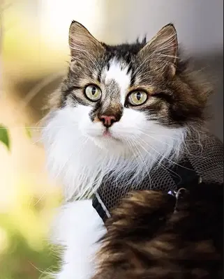 Gökçe Coşkun Veteriner Kliniği