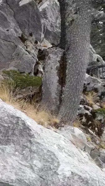 Göllü Yaylası - Photo 2