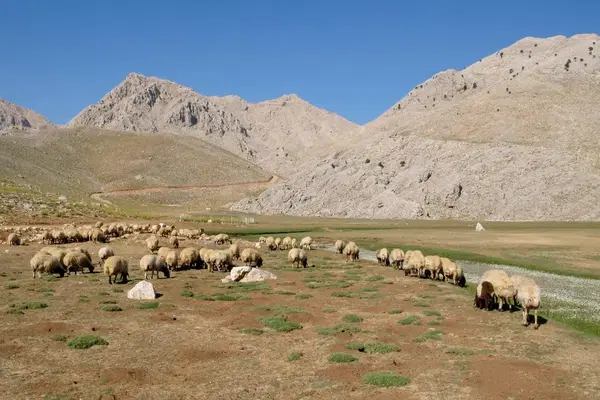 Gömbe Yaylası
