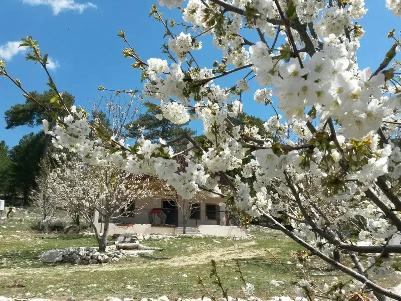 Gömlüce Yaylası - Photo 3