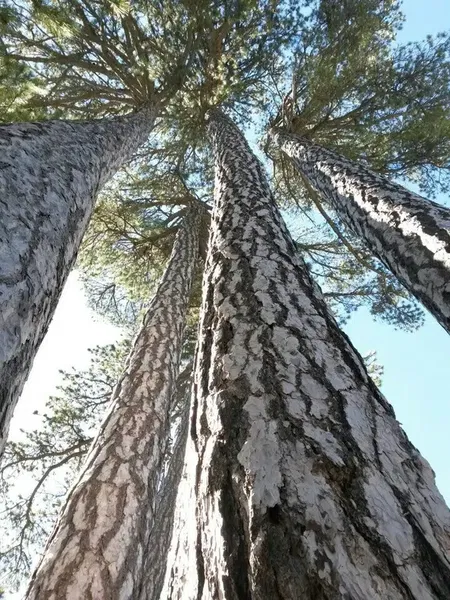 Gömlüce Yaylası - Photo 6