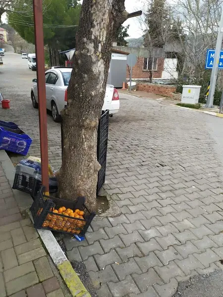 Gündoğmuş Orman İşletme Müdürlüğü - Photo 3