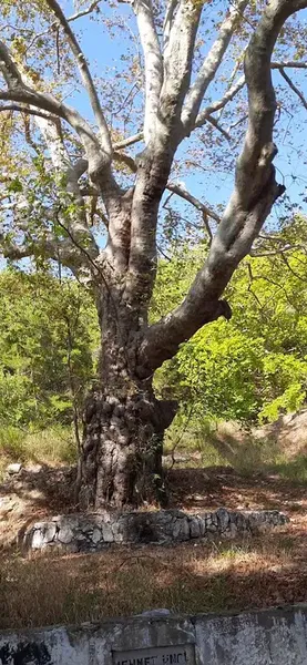 Gündoğmuş Orman İşletme Müdürlüğü - Photo 8