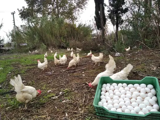 Günlük Gezen Tavuk Yumurtası