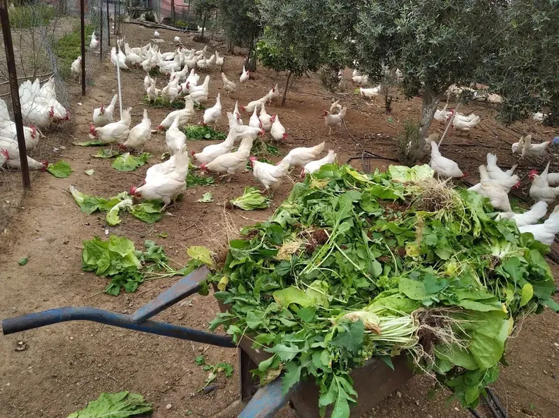 Günlük Gezen Tavuk Yumurtası - Photo 6