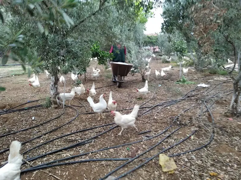 Günlük Gezen Tavuk Yumurtası - Photo 7