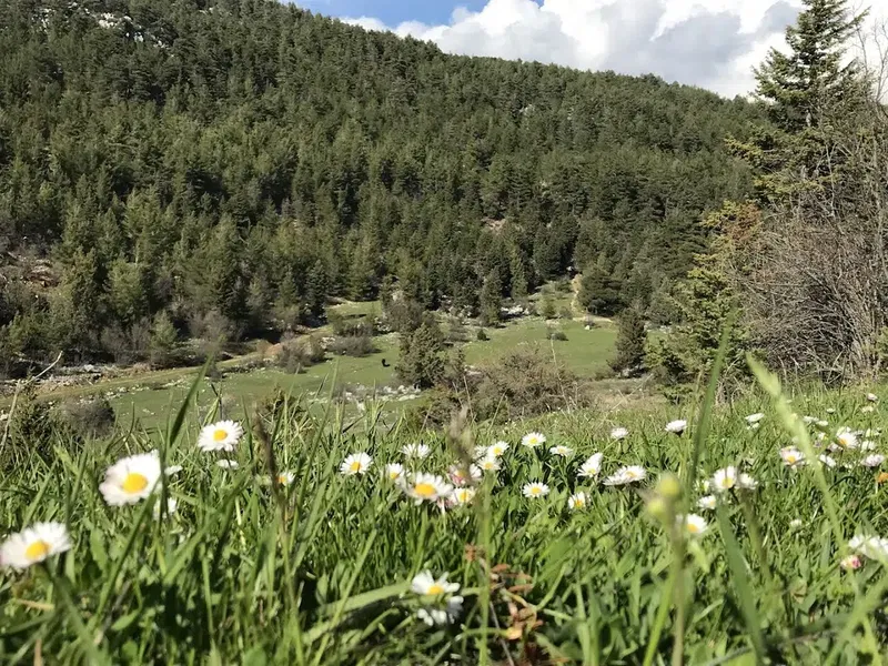 Günyaka Köyü Yaylası - Photo 2