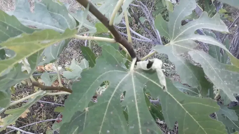 Güzelsu Köyü Muhtarlığı - Photo 2