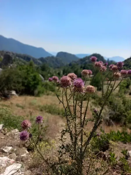 Güzelsu Köyü Muhtarlığı - Photo 9