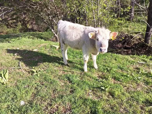 Halil'in mekan