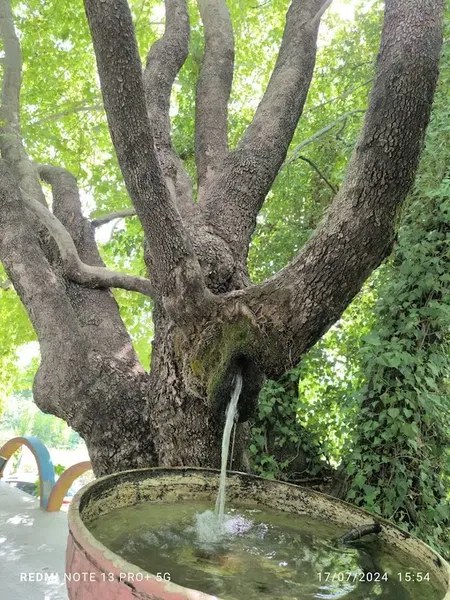 Hamido Alabalık Üretim Çiftliği - Photo 3