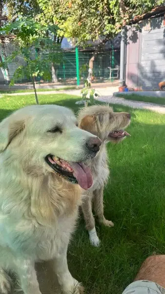 Happy Pet Hotel - Photo 4