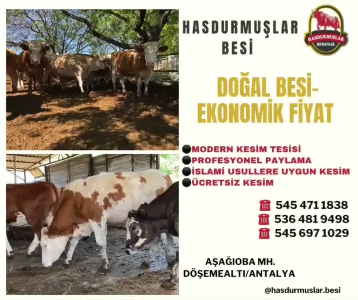Has Durmuşlar Besi Çiftliği Kurbanlık - Adaklık - Photo 4