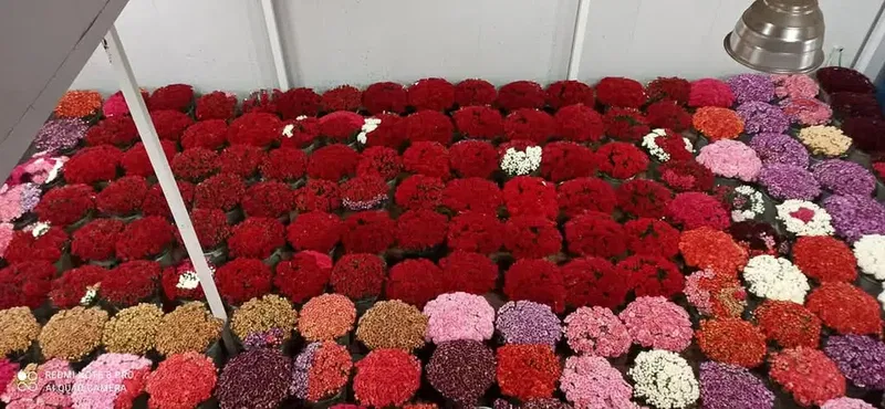 Hd Flowers - Photo 3