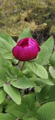 Hisarçandır çeşme