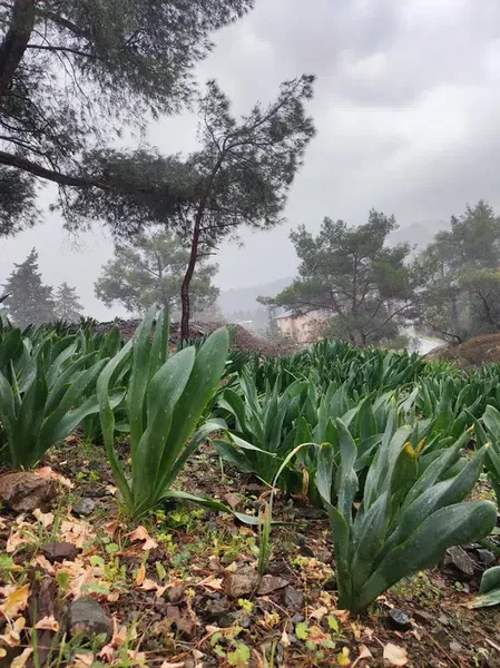 Ikiz Kayalar - Photo 6