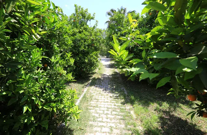 İkiz Villas Çıralı - Photo 5