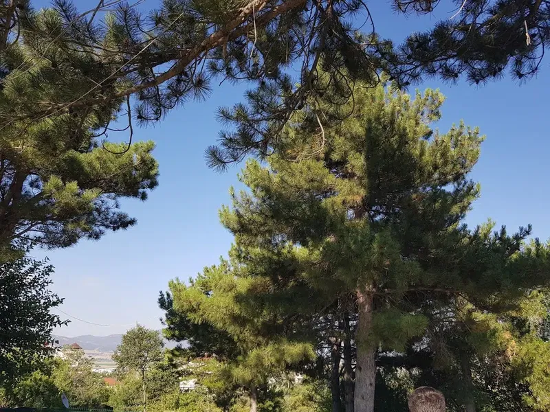 Ilıca Çay Bahçesi - Photo 10