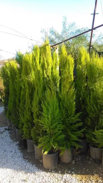 Işik Fi̇ndancilik - Photo 6