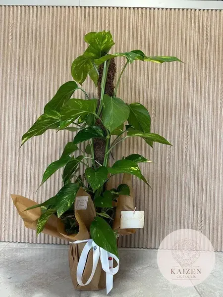 Kaizen Çiçekçilik - Photo 8