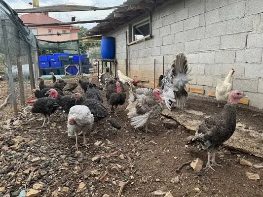 Kanatlı Çiftliği