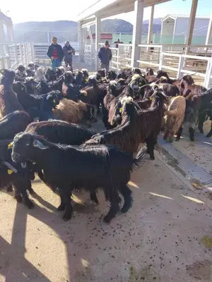 Kaplan Çiftlik