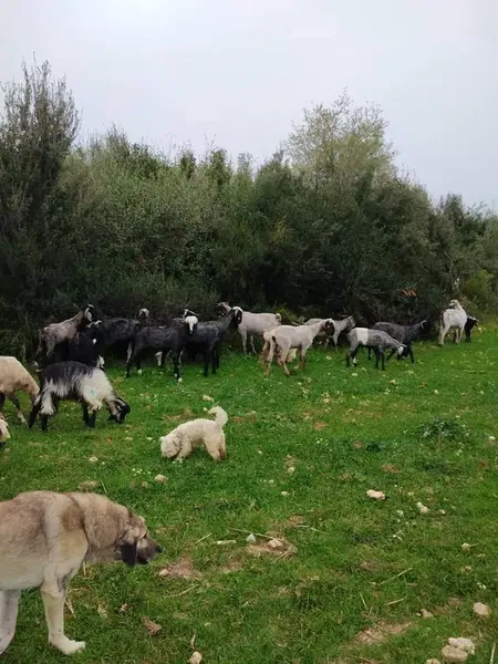 Kaplan Çiftlik - Photo 5