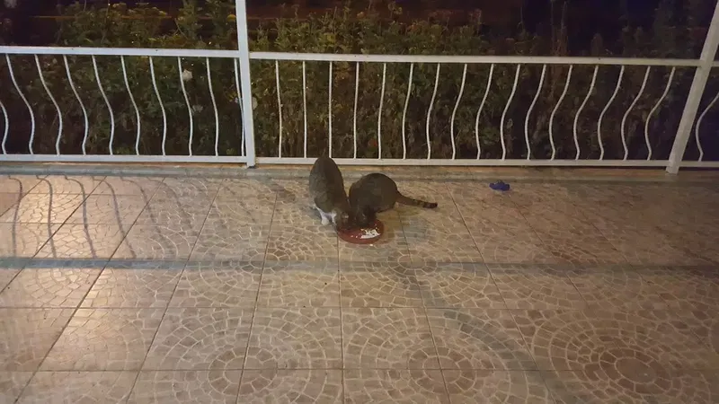 Karaben çifliği - Photo 3