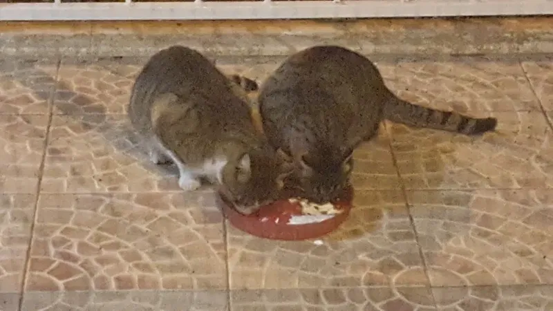 Karaben çifliği - Photo 6