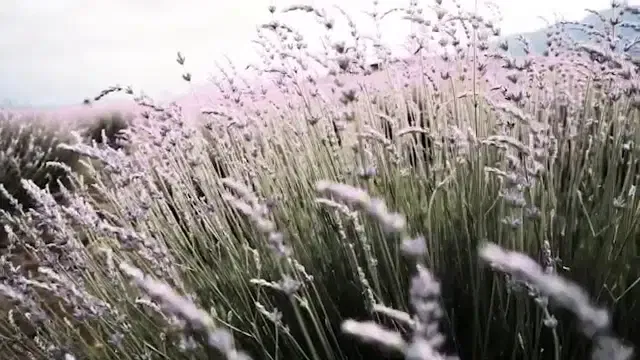 Karaca Fotoğraf Stüdyosu - Photo 8