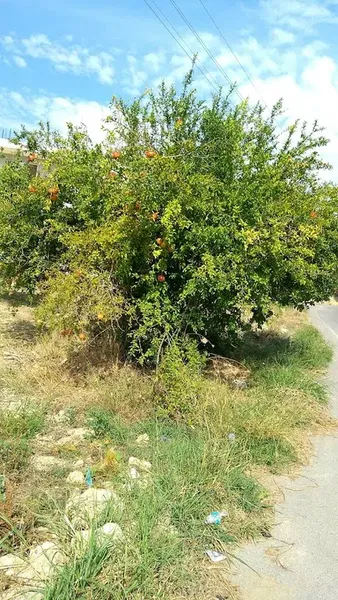 Karacalar Pazar Yeri - Photo 5