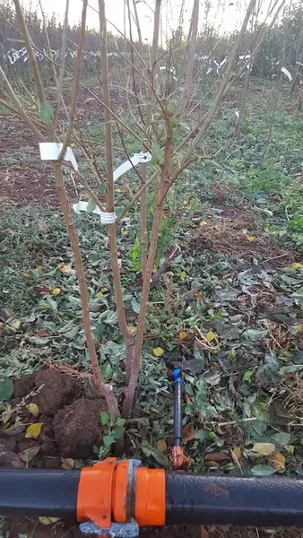 Karadağ Fidancılık Meyve Fidanı Üretim Sahası - Photo 10