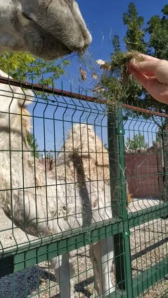 Karatay Belediyesi Hayvanat Bahçesi - Photo 2