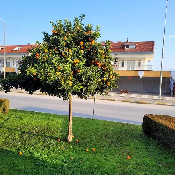 Kartal Silver - Photo 1