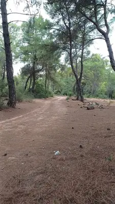 Karşıyaka orman yolu