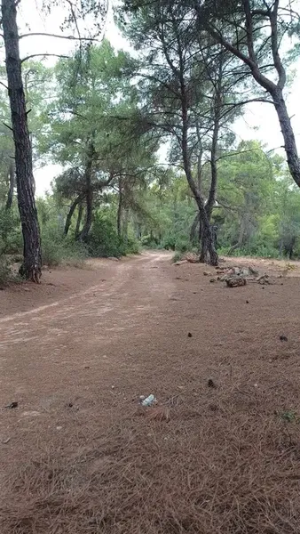 Karşıyaka orman yolu - Photo 1