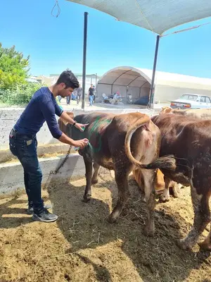 Kayacık Kurban Pazarı