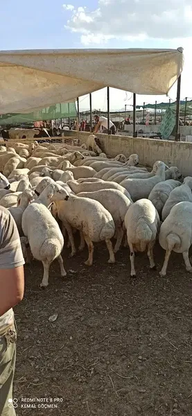 Kayacık Kurban Pazarı - Photo 3