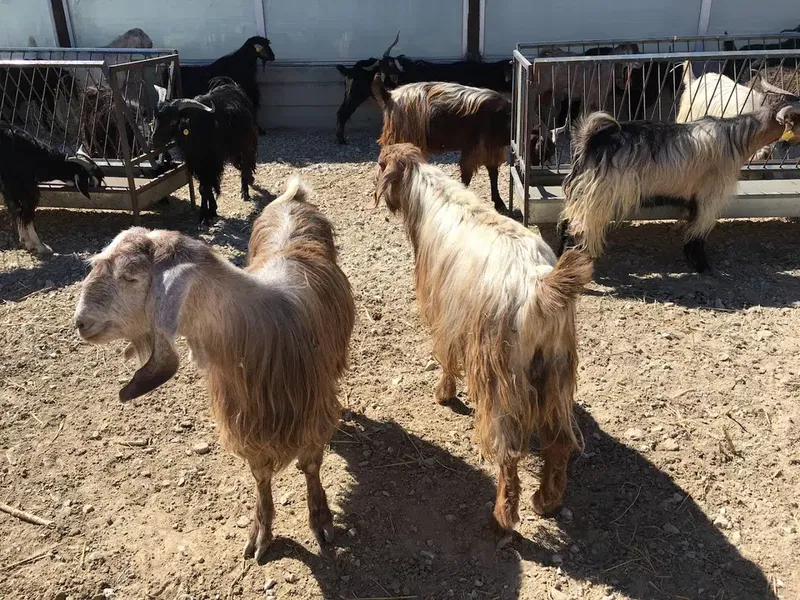 Kayacık Kurban Pazarı - Photo 4
