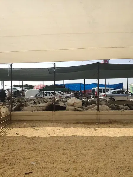 Kayacık Kurban Pazarı - Photo 9