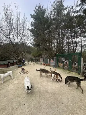 Kaş Köpek Oteli