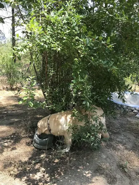 Kaş Köpek Oteli - Photo 3