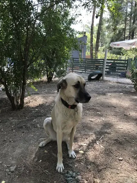 Kaş Köpek Oteli - Photo 5