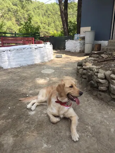 Kaş Köpek Oteli - Photo 6