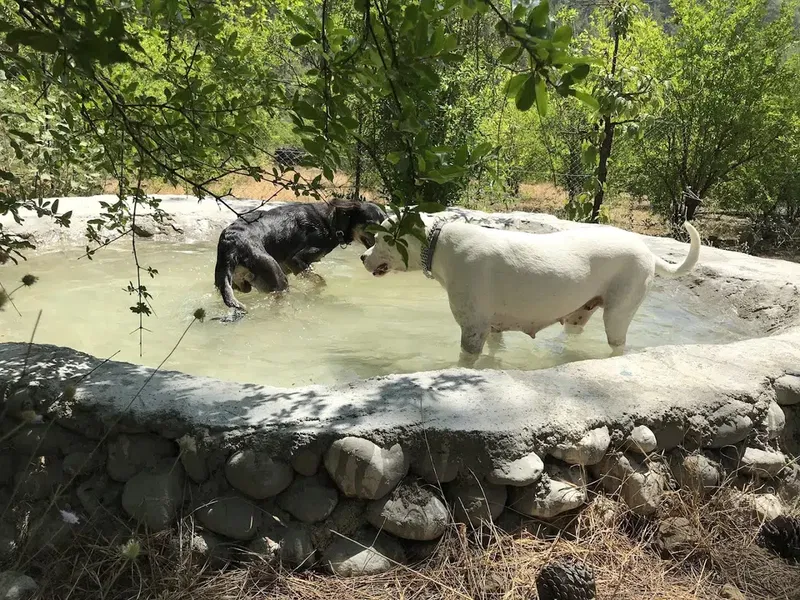 Kaş Köpek Oteli - Photo 7