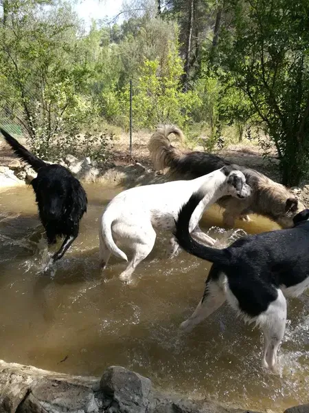 Kaş Köpek Oteli - Photo 8