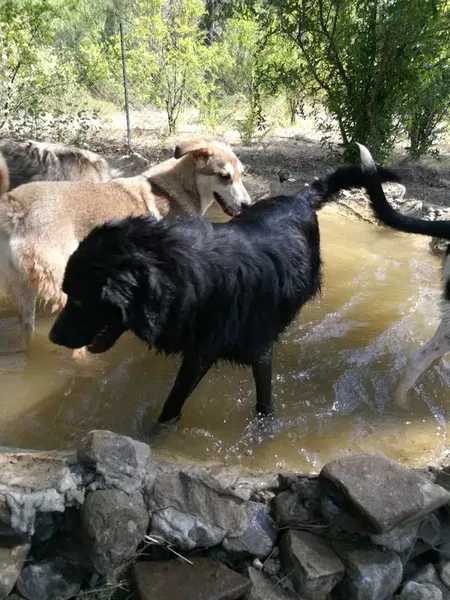 Kaş Köpek Oteli - Photo 10